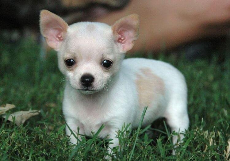 Cachorro Chihuahua de pelo corto y brillante con estructura compacta en AmoraPets