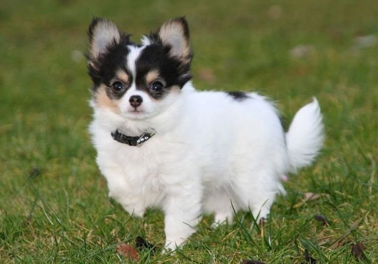 Cachorro Chihuahua de pelo largo sedoso con orejas plumadas en AmoraPets