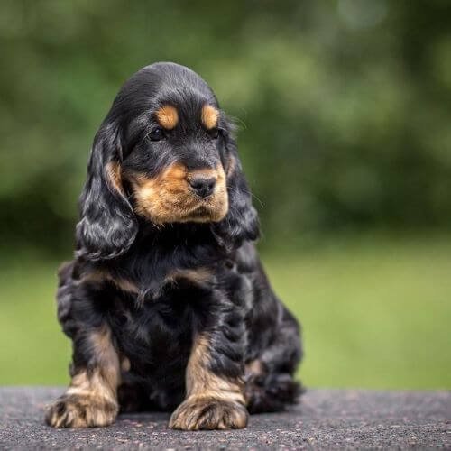 cocker spaniel black and tan negro fuego medellin.