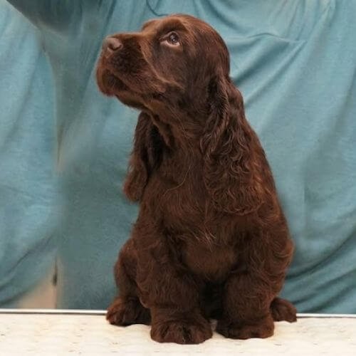 Cachorro Cocker Spaniel color chocolate sólido (café hígado), con nariz del mismo color marrón y ojos color avellana claros, pelaje brillante.