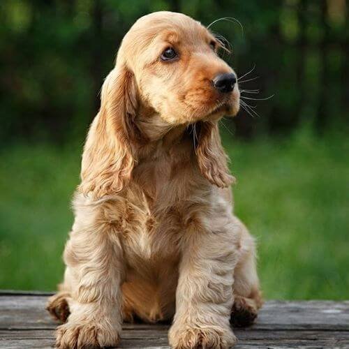 cocker spaniel dorado golden medellin.