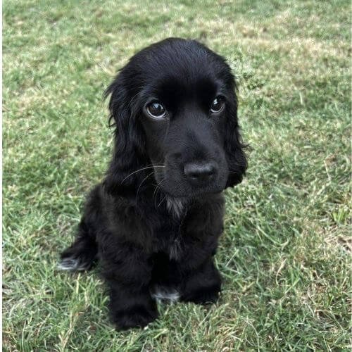Cachorro Cocker Spaniel de color negro sólido y brillante (azabache), sin manchas, con pelaje lustroso y mirada expresiva.