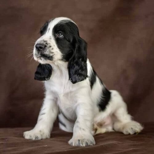cocker spaniel particolor blanco y negro medellin.