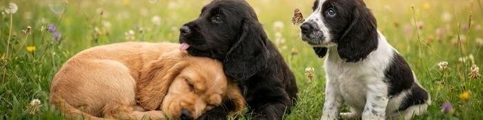 Tres cachorros Cocker Spaniel juntos: uno dorado (rubio), uno negro sólido y uno particolor (blanco con manchas negras), mostrando sus orejas largas y pelaje sedoso.