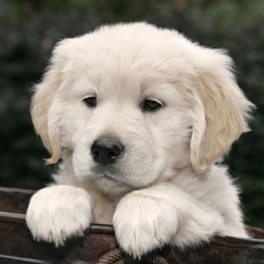 color golden retriever crema amorapets. (1)