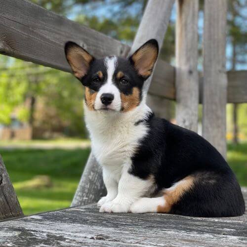 corgi pembroke tricolor exclusivo amorapets. (1)