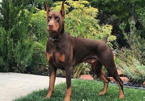 Perro Doberman Europeo robusto de perfil en Medellín