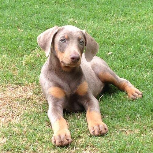 Doberman color isabella o beige claro de perfil en Medellín