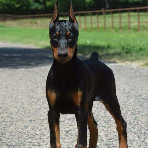 Perro Doberman negro y fuego de perfil con pelaje brillante en Medellín