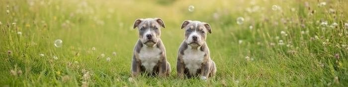 Dos cachorros American Bully de diferentes colores (ejemplo: uno Blue y uno Chocolate) sentados juntos, mostrando salud, buena estructura y temperamento dócil.