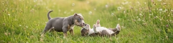 dos cachorros american bully pocket playing pasto medellin.
