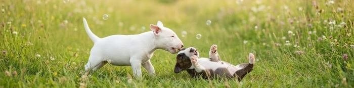 Dos cachorros Bull Terrier, uno blanco y uno atigrado, jugando vigorosamente en un área de pasto verde bajo la luz del día, exhibiendo alegría y excelente socialización.