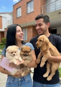 Pareja feliz recibiendo dos cachorros Pomerania y un Cocker Spaniel de raza pura en AmoraPets.
