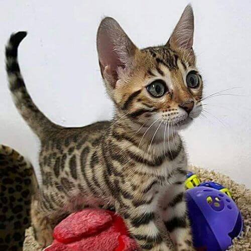 Gato Bengalí de raza pura con pelaje de leopardo y ojos brillantes en AmoraPets.