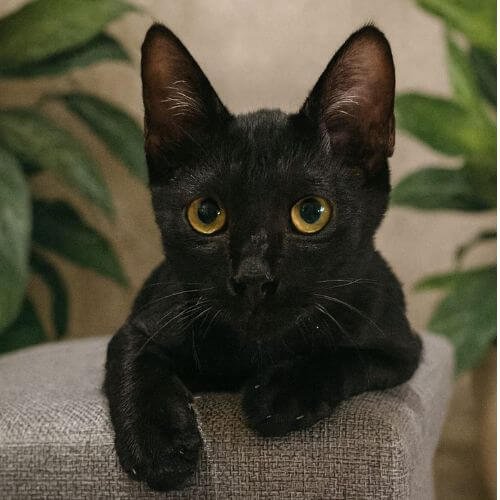 gato bombay negro pelo corto amorapets.