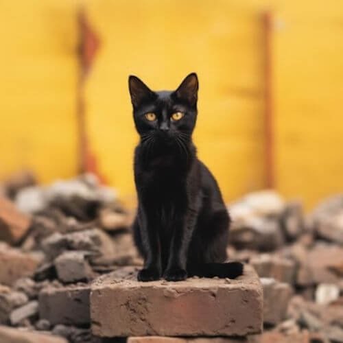 Gato Bombay negro de raza pura con ojos dorados disponible en AmoraPets Medellín