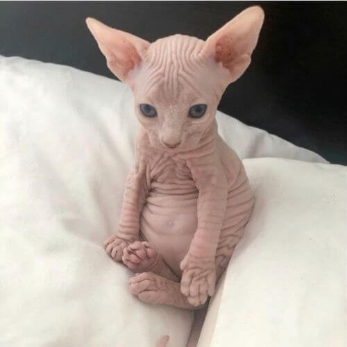 Gato Esfinge o Sphynx de raza pura con piel aterciopelada y mirada intensa en AmoraPets.