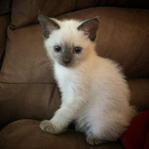 Gatito Siamés de pura raza con ojos azules brillantes en el criadero AmoraPets.