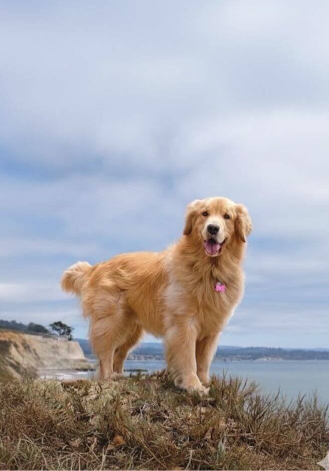 golden retriever cachorro exclusivo amorapets medellin.