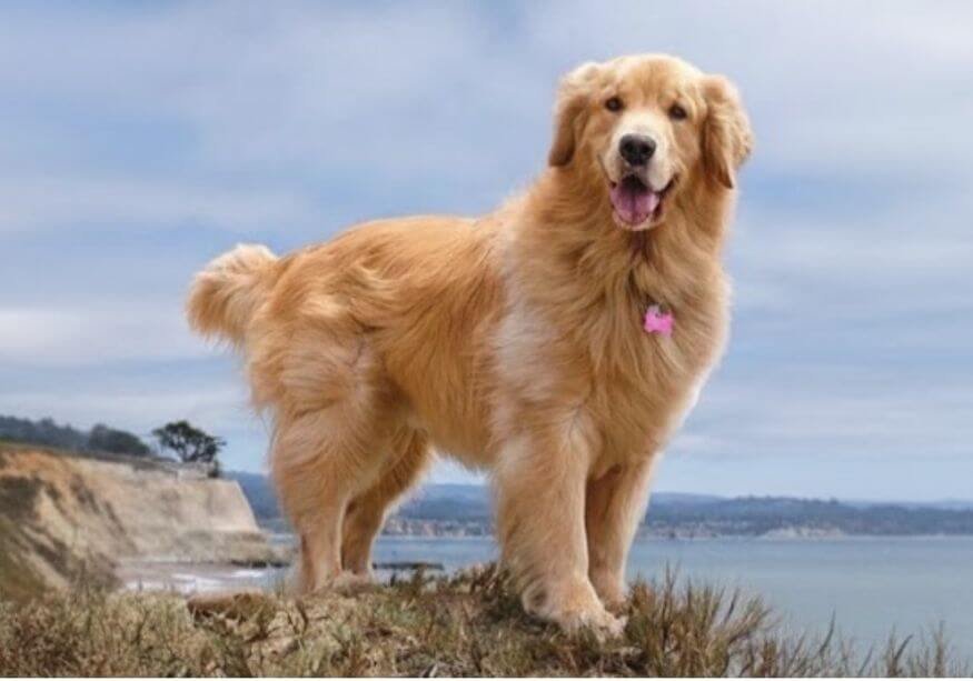 Cachorro Golden Retriever de pura raza con pelaje dorado brillante en Amorapets Medellín