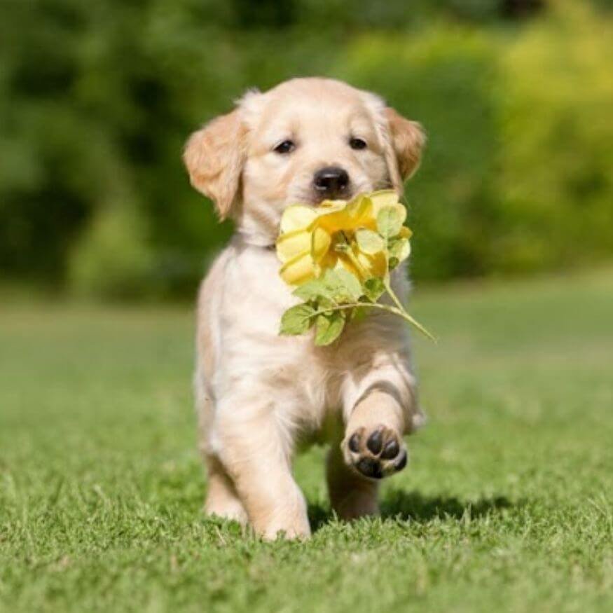 Cachorro Golden Retriever de pelaje dorado y brillante en Amorapets Medellín
