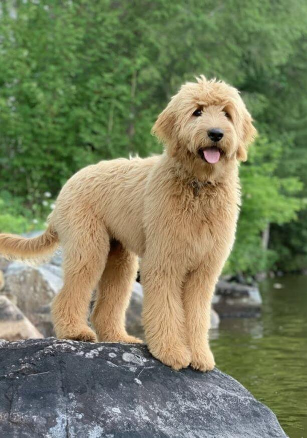 Cachorro Goldendoodle de pelaje rizado hipoalergénico en Amorapets Medellín