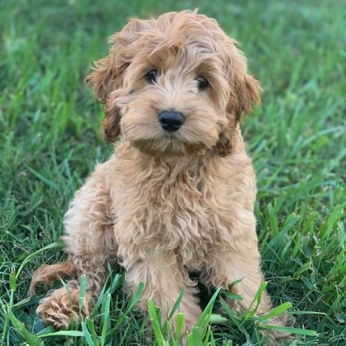 Cachorro Goldendoodle de color dorado clásico albaricoque en Medellín, con pelaje ondulado tipo osito.