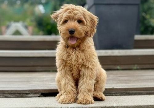 Goldendoodle de tamaño mediano con pelaje ondulado color apricot posando para AmoraPets Medellín