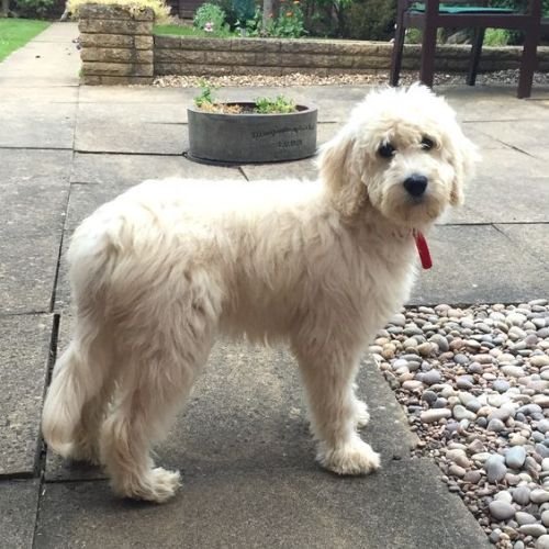 Cachorro Goldendoodle de color crema claro con pelaje rizado hipoalergénico en AmoraPets Medellín.
