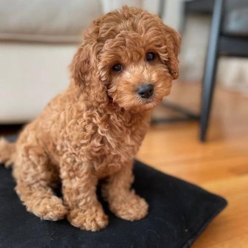 Cachorro Goldendoodle de color rojo intenso y dorado profundo en Medellín AmoraPets.