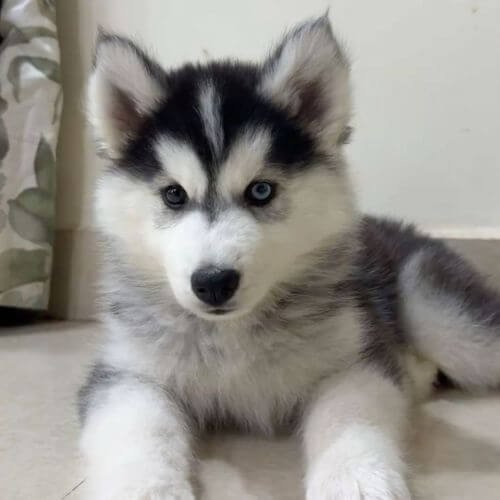 Cachorro Husky Siberiano de color negro azabache y blanco puro, con máscara simétrica y pelaje denso, seleccionado por AmoraPets.