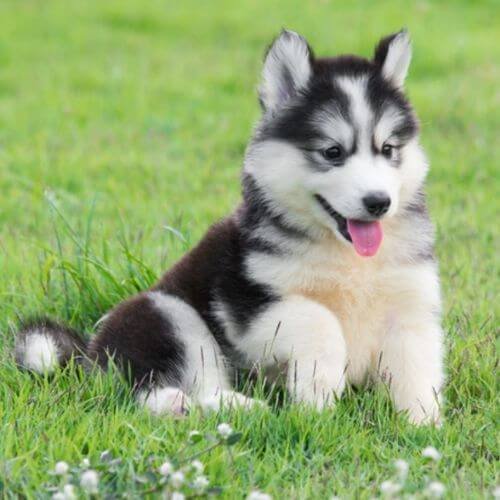 Cachorro Husky Siberiano de alta calidad con máscara simétrica, pelaje denso y ojos azules profundos, seleccionado por AmoraPets en Medellín.