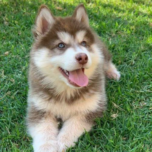 husky siberiano rojo copper exclusivo medellin.