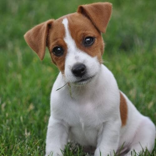 Cachorro de raza Jack Russell Terrier blanco con manchas café de AmoraPets.
