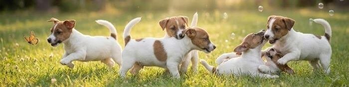 Cachorro Jack Russell Terrier saltando y jugando con una pelota roja en el jardín de AmoraPets.