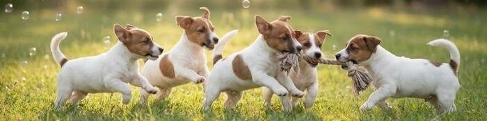 Cachorro Jack Russell Terrier jugando alegremente, demostrando su agilidad y energía en AmoraPets.