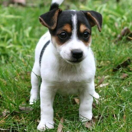jack russell terrier pelo liso cachorro medellin. (1)