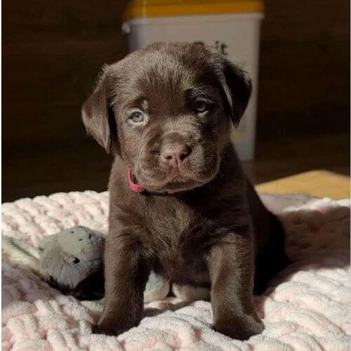 Cachorro Labrador Retriever color chocolate de alta genética posando para AmoraPets.