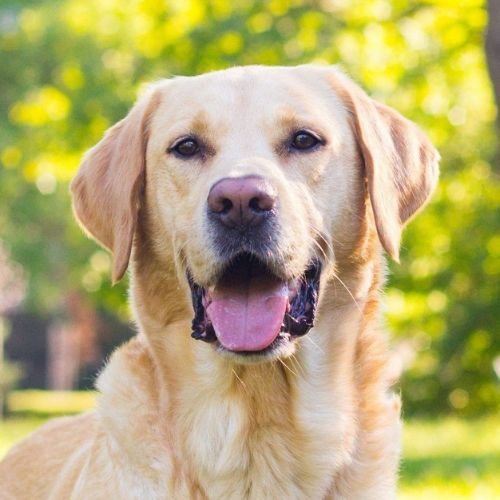 Labrador Retriever color dorado sonriendo a la cámara en un parque soleado.