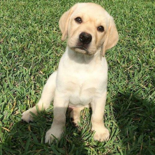Cachorro Labrador Retriever color dorado.