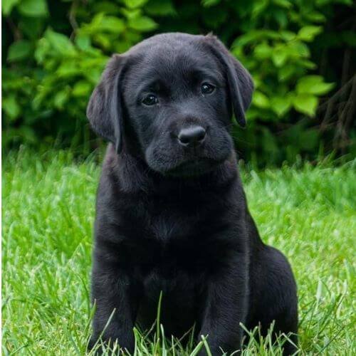 Perro Labrador Retriever de color negro brillante posando en exteriores con fondo verde.