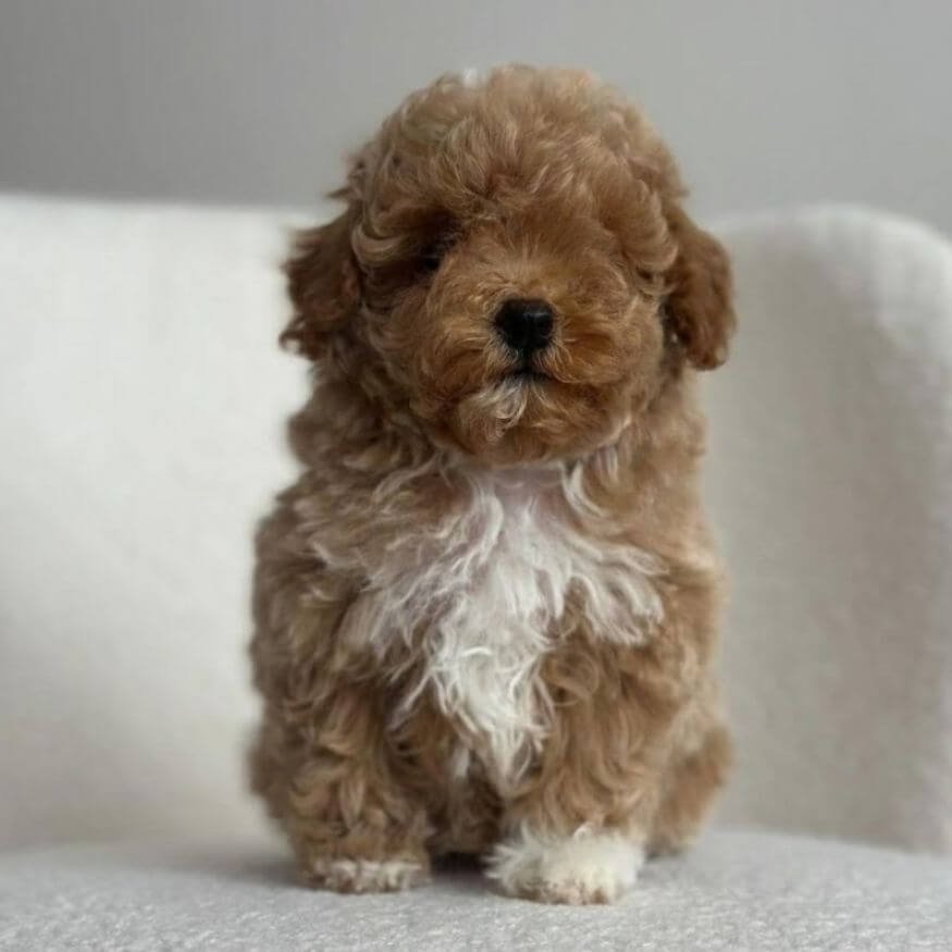Cachorro Maltipoo bicolor blanco con manchas café en AmoraPets Medellín