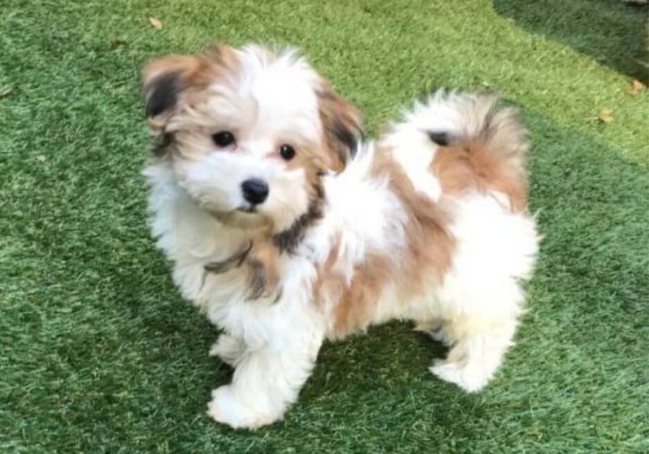 Cachorro Maltipoo bicolor blanco y café con pelaje ondulado en AmoraPets