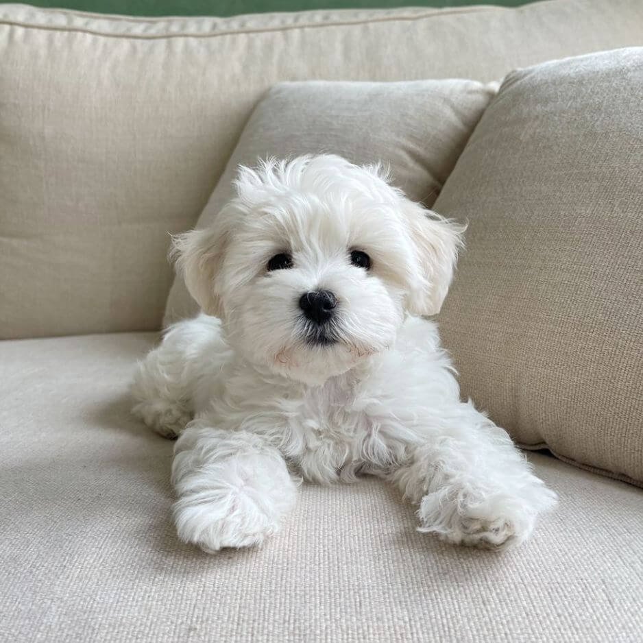 Cachorro Maltipoo de color blanco puro con pelaje esponjoso en AmoraPets Medellín