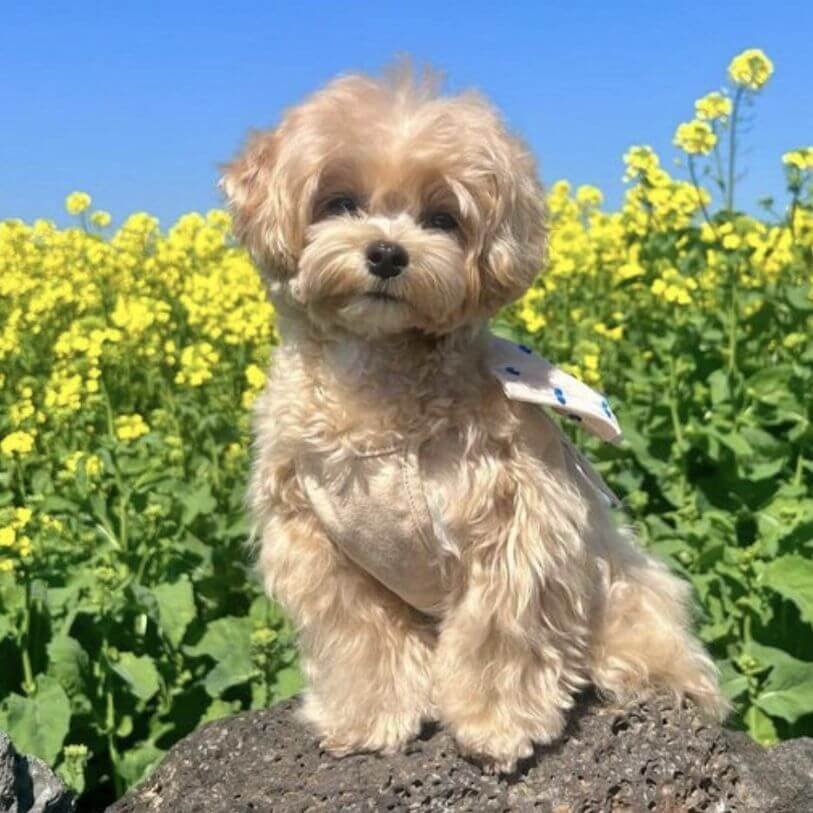 Cachorro Maltipoo color apricot o albaricoque con manto sedoso en AmoraPets Medellín