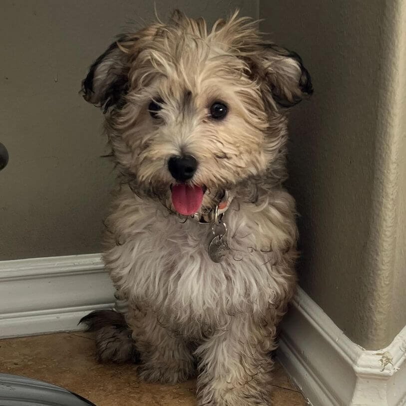 Cachorro Maltipoo color sable con puntas oscuras y base clara en AmoraPets Medellín