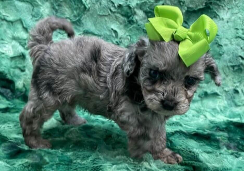 Cachorro Maltipoo con patrón de color Merle exótico y ojos claros en AmoraPets