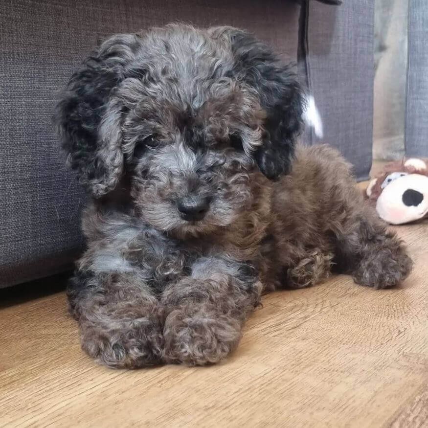 Cachorro Maltipoo con patrón de color Merle exótico y manchas artísticas en AmoraPets Medellín