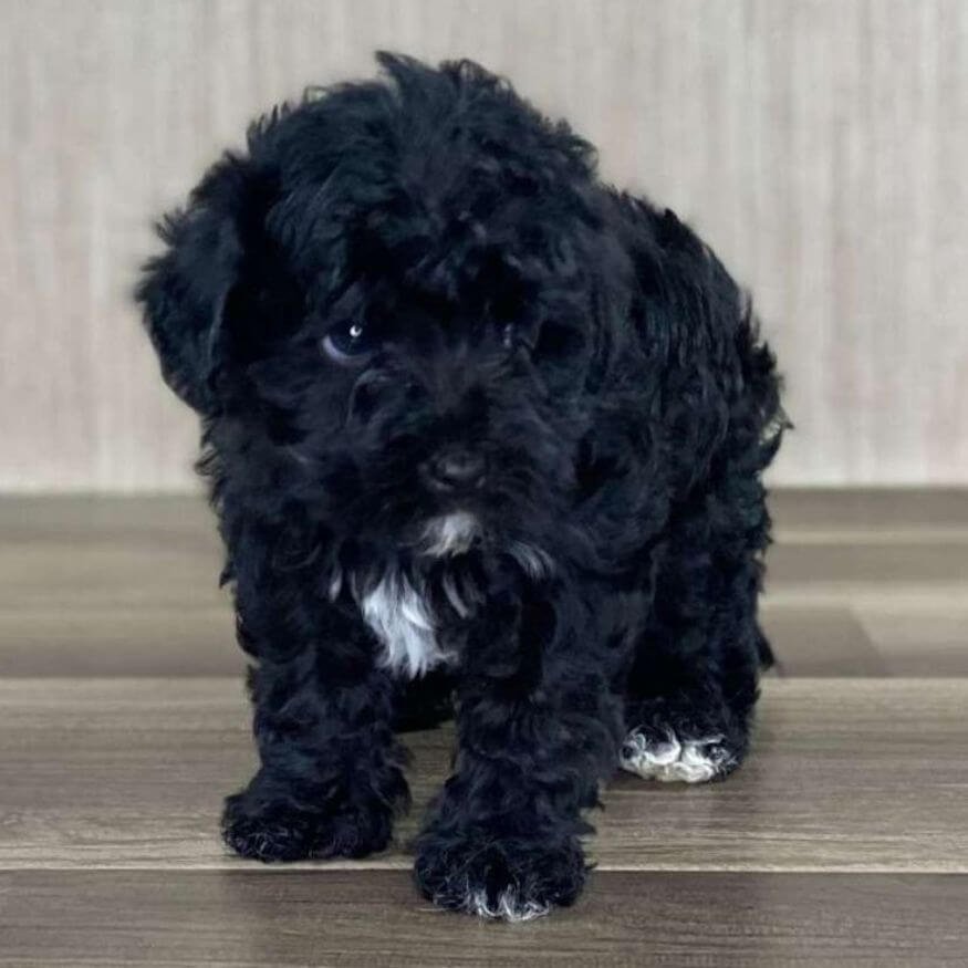 Cachorro Maltipoo de color negro sólido con pelaje brillante y sedoso en AmoraPets Medellín
