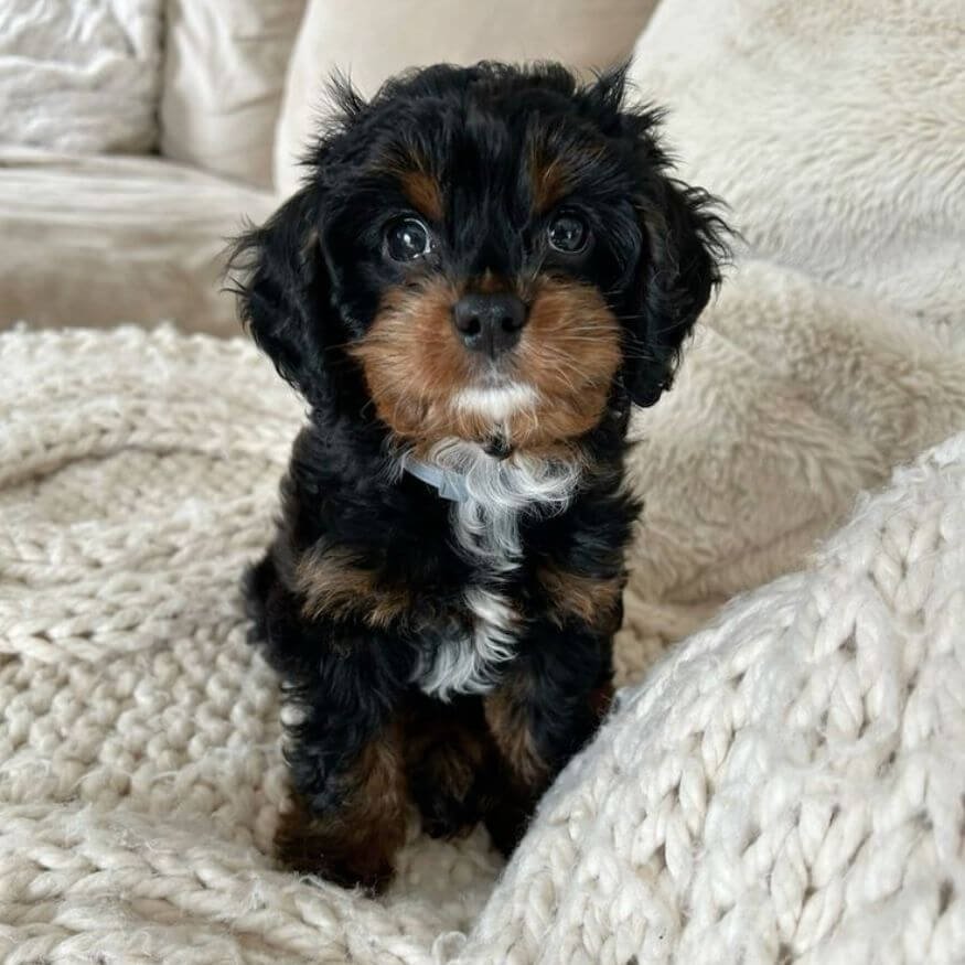Cachorro Maltipoo tricolor con base blanca y manchas negro y fuego en AmoraPets